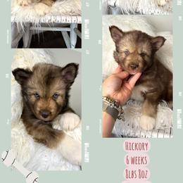 Hickory - Red and white male Siberian Husky puppy in Florence, Kentucky from Moonlight Howl Huskies