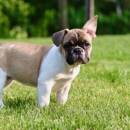 French Bulldog Puppies from Cyrek's Bark