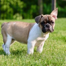 French Bulldog Puppies from Cyrek's Bark