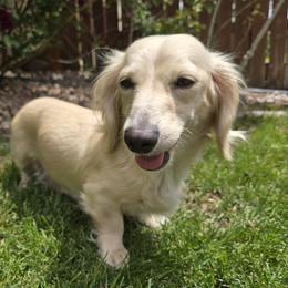 Penelope - Dachshund