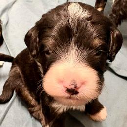 Blue collar boy - Tri-color male Bernedoodle puppy in Lake, Michigan from 3 King Doodles & Poodles