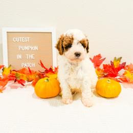 Crow - Parti male Poodle puppy in Kissimmee, Florida from Poodle Doodle Kennels