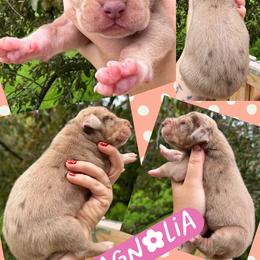 MAGNOLIA - Chocolate and white female Great Dane puppy in Wellsville, New York from Prophecy Danes