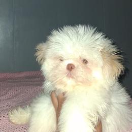 Boy 2 - White male Shih Tzu puppy in Birmingham, Alabama from K&D kennels