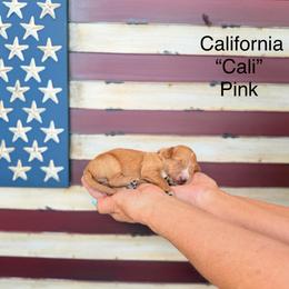 California - Red  female Goldendoodle puppy in Springville, Utah from JW Doodles