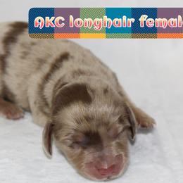 Luna - Dapple female Dachshund puppy in Powderly, Texas from Kuttin’ Up Mini Aussies