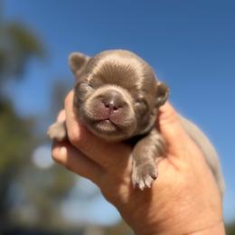 Yara - Chocolate blue female Chihuahua puppy in Newport Beach, California from Exotic City Pomeranians and chihuahuas