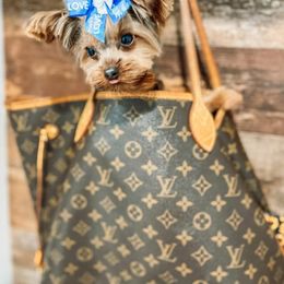 Yorkshire Terrier All Grown Up from Rocketeer Yorkies
