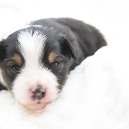 Last Call - Black tri male Toy Australian Shepherd puppy in Chickasha, Oklahoma from Rustic Lace