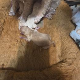APRICOT FEMALE - Apricot female Poodle puppy in North Prince George, Virginia from ROYAL VISTA