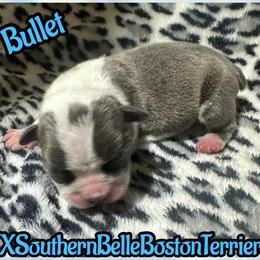 Bullet - Blue male Boston Terrier puppy in Brazos Point, Texas from TX Southern Belle Bostons