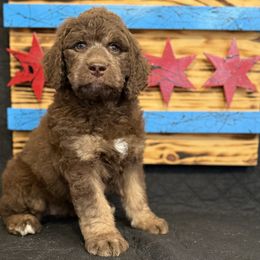 Maggie - Brown and white female Saint Berdoodle puppy in Chicago, Illinois from Gentle Giant Saint Berdoodles