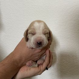Shane - Lemon and white male Basset Hound puppy in California from Happy Hills Bassets