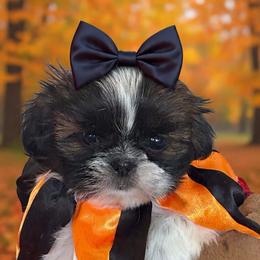 Pumpkin - Black gold and white female Shih Tzu puppy in Claremont, California from Lovable Shih Tzus