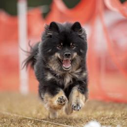 Finnish Lapphund All Grown Up from Forest Trail Finnish Lapphunds