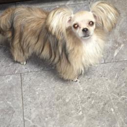Chiffon - Mi-Ki