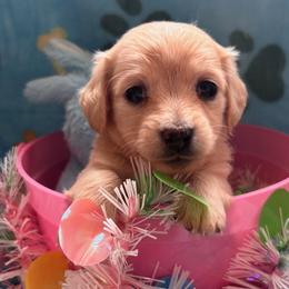 Twix - Cream female Dachshund puppy in Port Washington, Ohio from Dashing Dachshunds