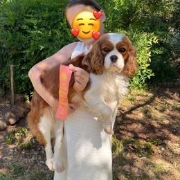 Willa - Cavalier King Charles Spaniel