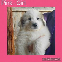 Sapphire- pink collar - White and badger female Great Pyrenees puppy in Mikado, Michigan from Brittain Family Farm