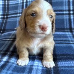 Green collar - Dapple male Dachshund puppy in Cherry Valley, California from Sugar and Spice Dachshunds