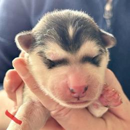 Girl 1 - female Alaskan Malamute puppy in Palmyra, Michigan from Illusion Kennel