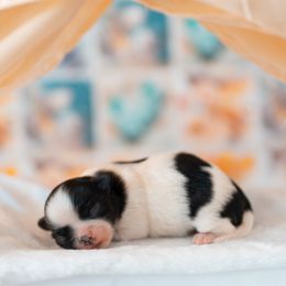 Chihuahua Puppies from Arizona Adventure Chihuahuas