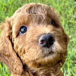 Goldendoodles and Poodles from Little Potatoes