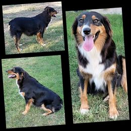 Bayli - Australian Shepherd