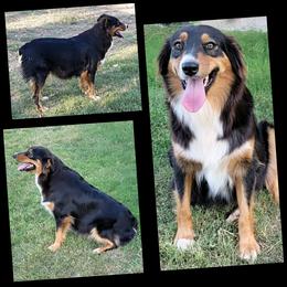 Bayli - Australian Shepherd