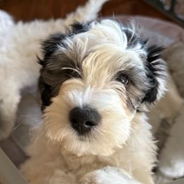 Kindness - Black and white male Bernedoodle puppy in Hays, Kansas from Pine Street doodles