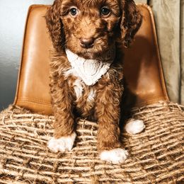 Goldendoodle Puppies from The Doting Doodle