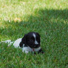 Red - Black and white male English Springer Spaniel puppy in Loris, South Carolina from Palmetto Springer Spaniels