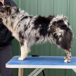 Miniature Australian Shepherd and Toy Australian Shepherd All Grown Up from T & R Ranch
