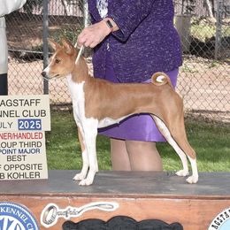 Bakari - Basenji