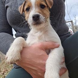 Mater - Tri-color male Jack Russell Terrier puppy in Parks, Arkansas from Ethical Jacks