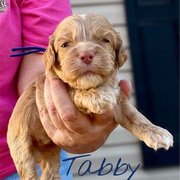 Tabby - Red male Cockapoo puppy in Mocksville, North Carolina from Little Bear Doodles