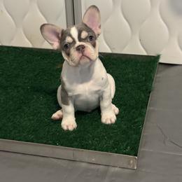 French Bulldog Puppies from Top Billin' Frenchies, LLC