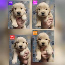 Laney Female - Golden female Golden Retriever puppy in Wauseon, Ohio from Golden Sunrise Retrievers