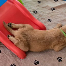 Golden Retriever Puppies from TimberPineGoldens