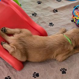 Golden Retriever Puppies from TimberPineGoldens