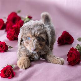 Walter - Blue merle male Bernedoodle puppy in Sparta, Missouri from Sis' Doodles & Poodles