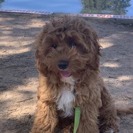 Cavapoo puppies from Dashing Dogs