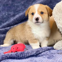 Pembroke Welsh Corgi Puppies from Wiggle B Ranch Corgis