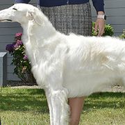 Borzois from Marie Yoesel's Borzoi