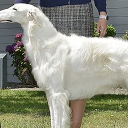 Borzois from Marie Yoesel's Borzoi