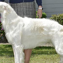 Borzois from Marie Yoesel's Borzoi
