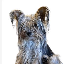 Sparkles - Yorkshire Terrier