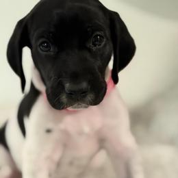 Gossip Girl (GiGi) - Black and white female German Shorthaired Pointer puppy in Conroe, Texas from The Tipsy Rabbit
