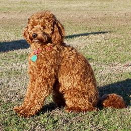 Gema - Australian Labradoodle
