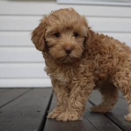 Cockapoo Puppies from Darling Doodles